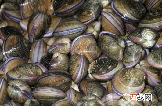 中药海蛤壳的功效与作用