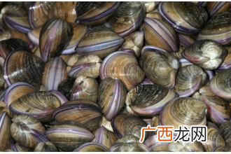 中药海蛤壳的功效与作用
