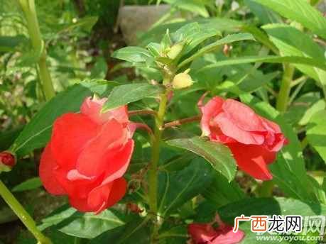 小时候拿来染指甲的指甲花其实是 蚂蚁庄园5月19日答案