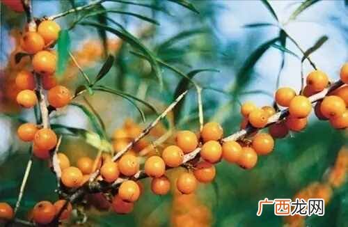 干沙棘泡水的正确方法 沙棘果怎么吃效果最好