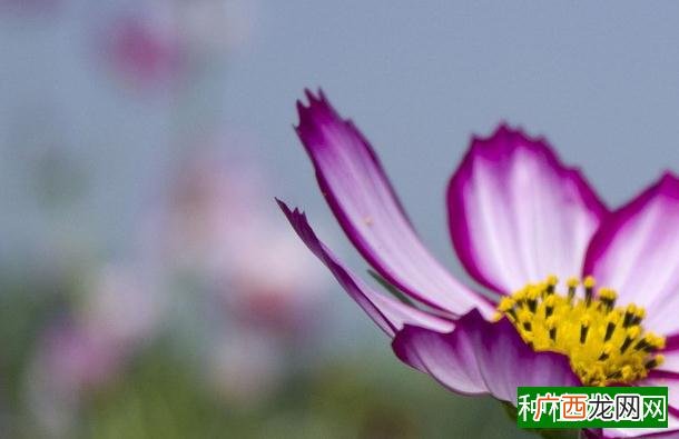 怎样防治玉米刺吸性害虫