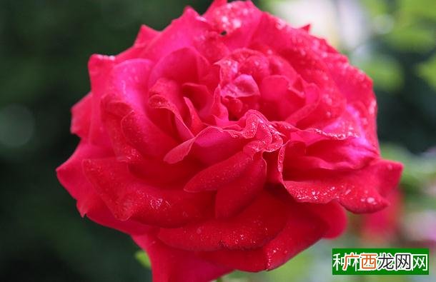 怎样提前预防大豆菌核病