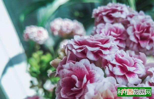 萼距花有毒吗,萼距花是否有毒