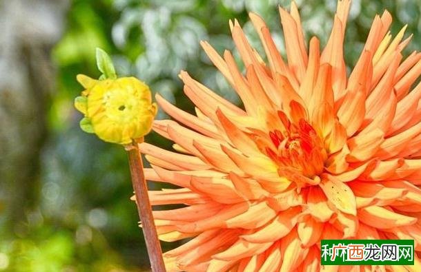 八宝景天叶插的方法,叶插八宝景天的方法