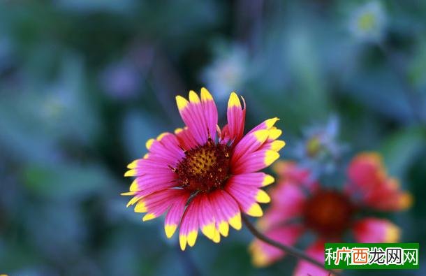 白色木槿花功效与作用,白色木槿花有什么功效和作用