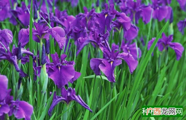 芭乐树什么时候修剪,芭乐树修剪时间