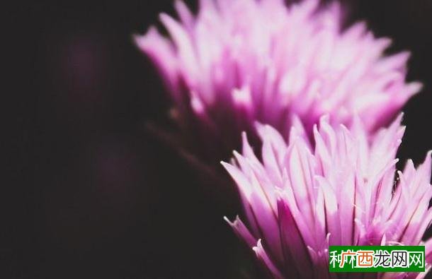 玉米高产追肥注意要点