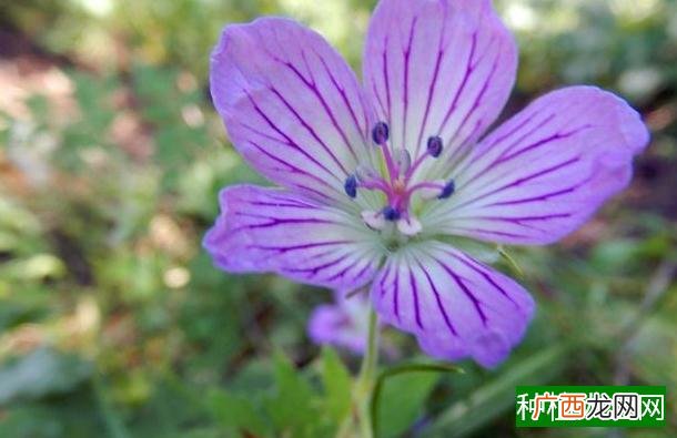小麦春季咋管理才能高产？