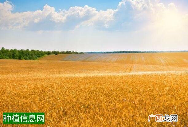 施用花生叶面肥方法