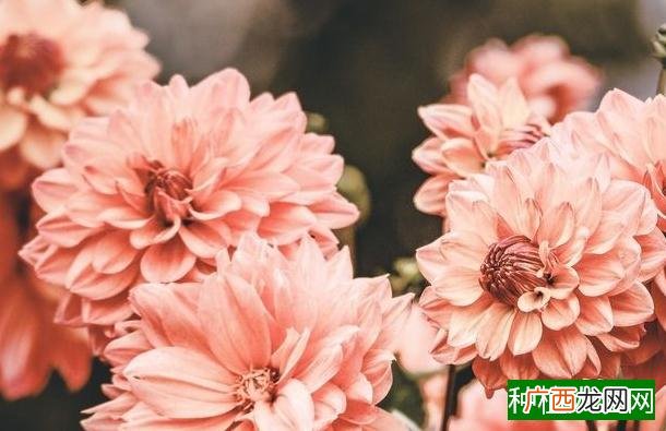 什么农药能预防棉花立枯病