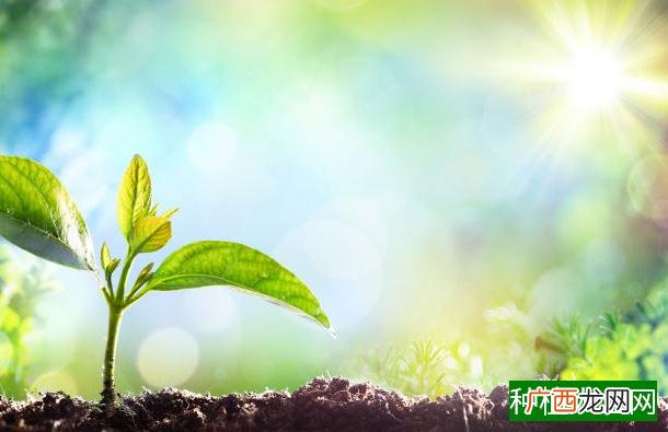 小麦空穗的原因及其相应的应对措施