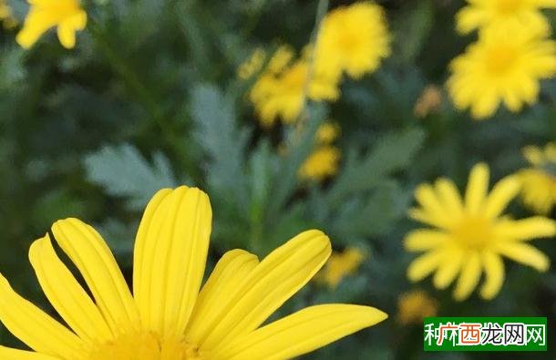 冬小麦施肥管理要点