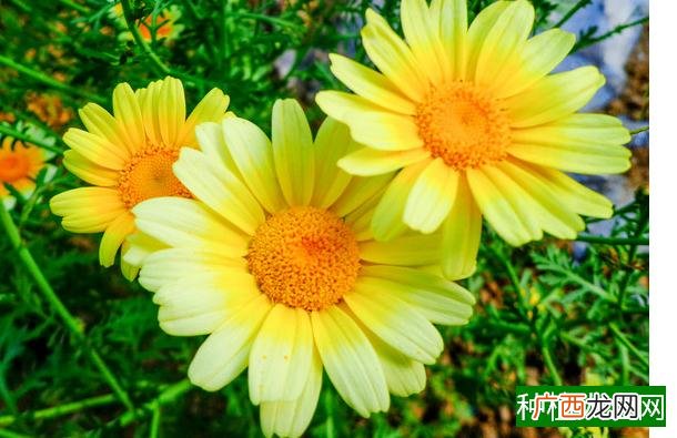花生叶斑病不容忽视