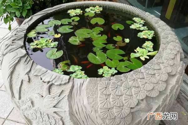 睡莲根水养技巧和注意事项 睡莲根可以全水养吗