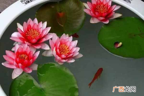 睡莲根水养技巧和注意事项 睡莲根可以全水养吗