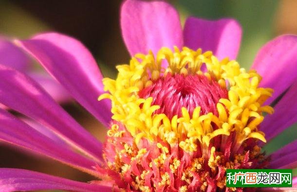 丹参根腐病如何防治