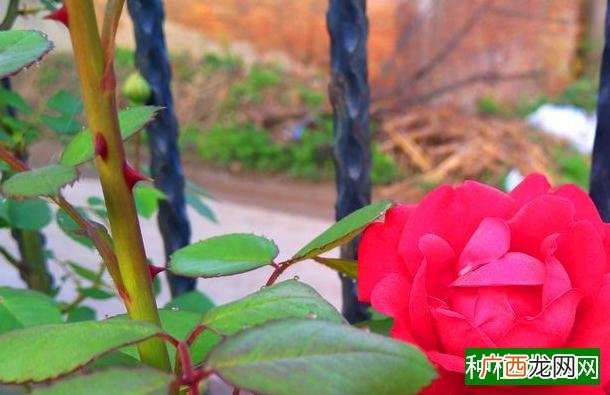 金弹子无芽点怎么发芽,金弹子无芽点发芽方法