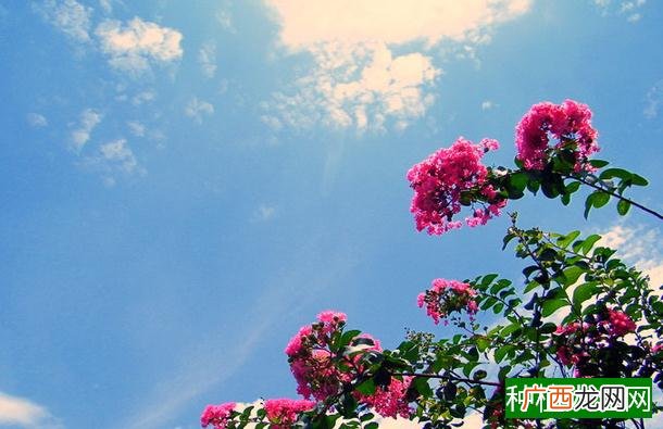 血橙和西柚的区别,血橙和西柚区别方法