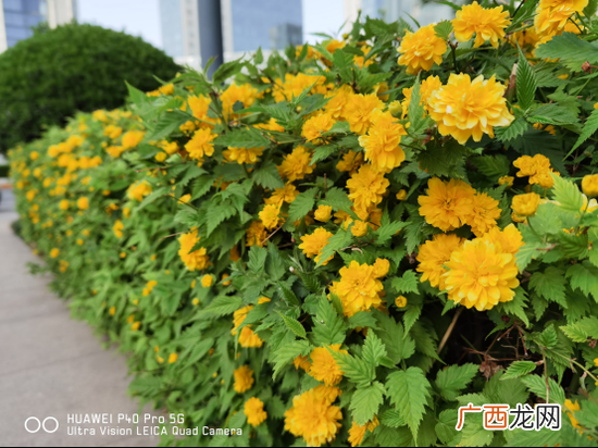 华为p40 Pro评测怎么样_值得买吗