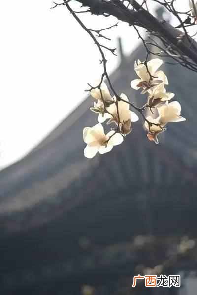各种花开的时间的表和样子，各种花开的时间和特点！