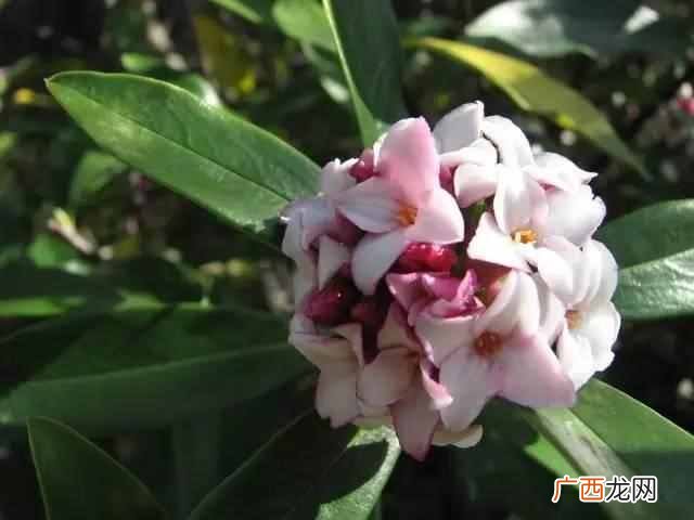 各种花开的时间的表和样子，各种花开的时间和特点！
