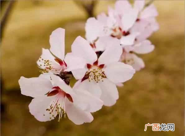 各种花开的时间的表和样子，各种花开的时间和特点！