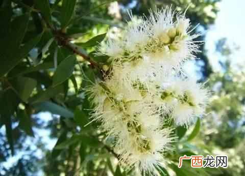 各种花开的时间的表和样子，各种花开的时间和特点！