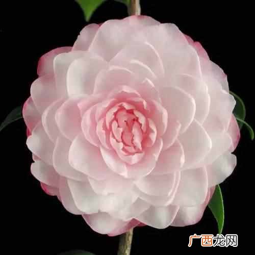 各种花开的时间的表和样子，各种花开的时间和特点！