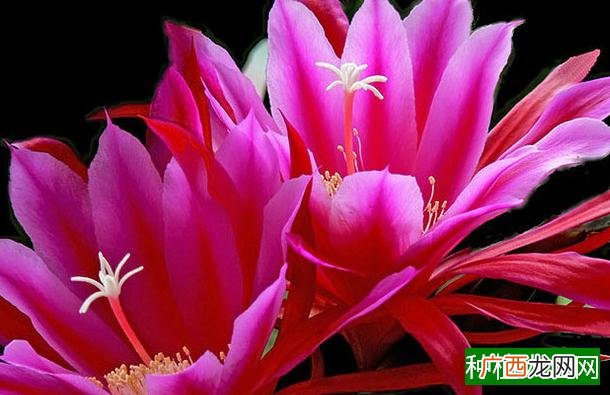 竹子掉粉虫怎处理,竹子掉粉虫怎么处理