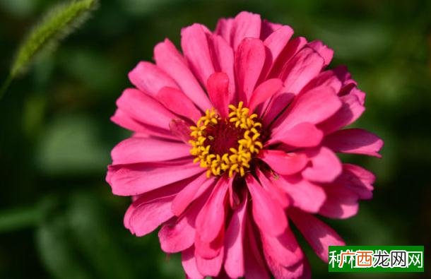 怎样控制玉米粘虫危害