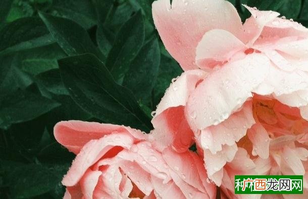 巧施铁肥防治花生黄叶
