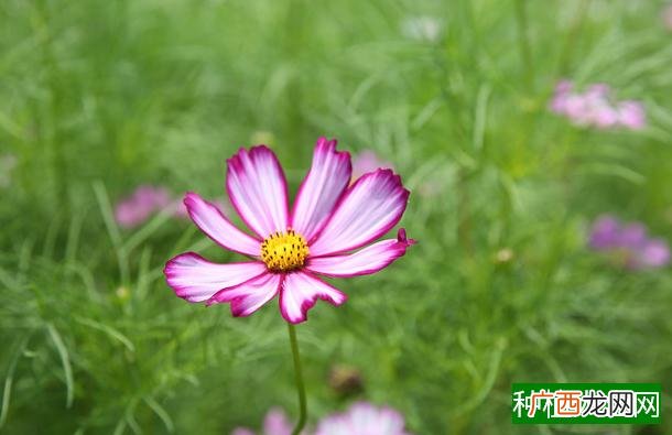 种萝卜多久浇水,种萝卜多久才能浇水