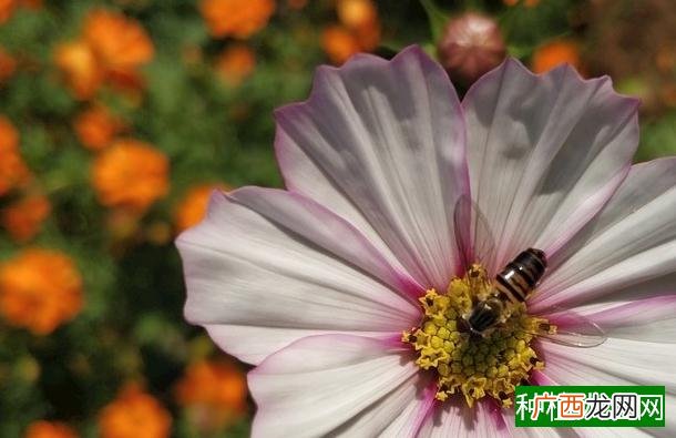小麦拔节后用药须知