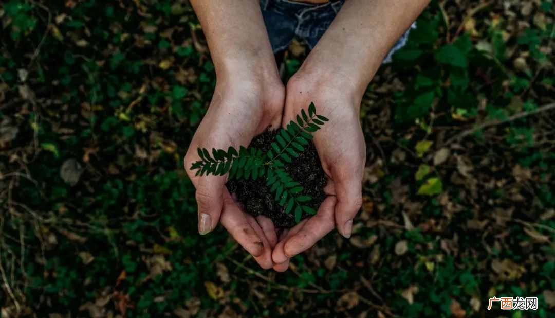 简介中国植树节 每年的中国植树节是几月几日