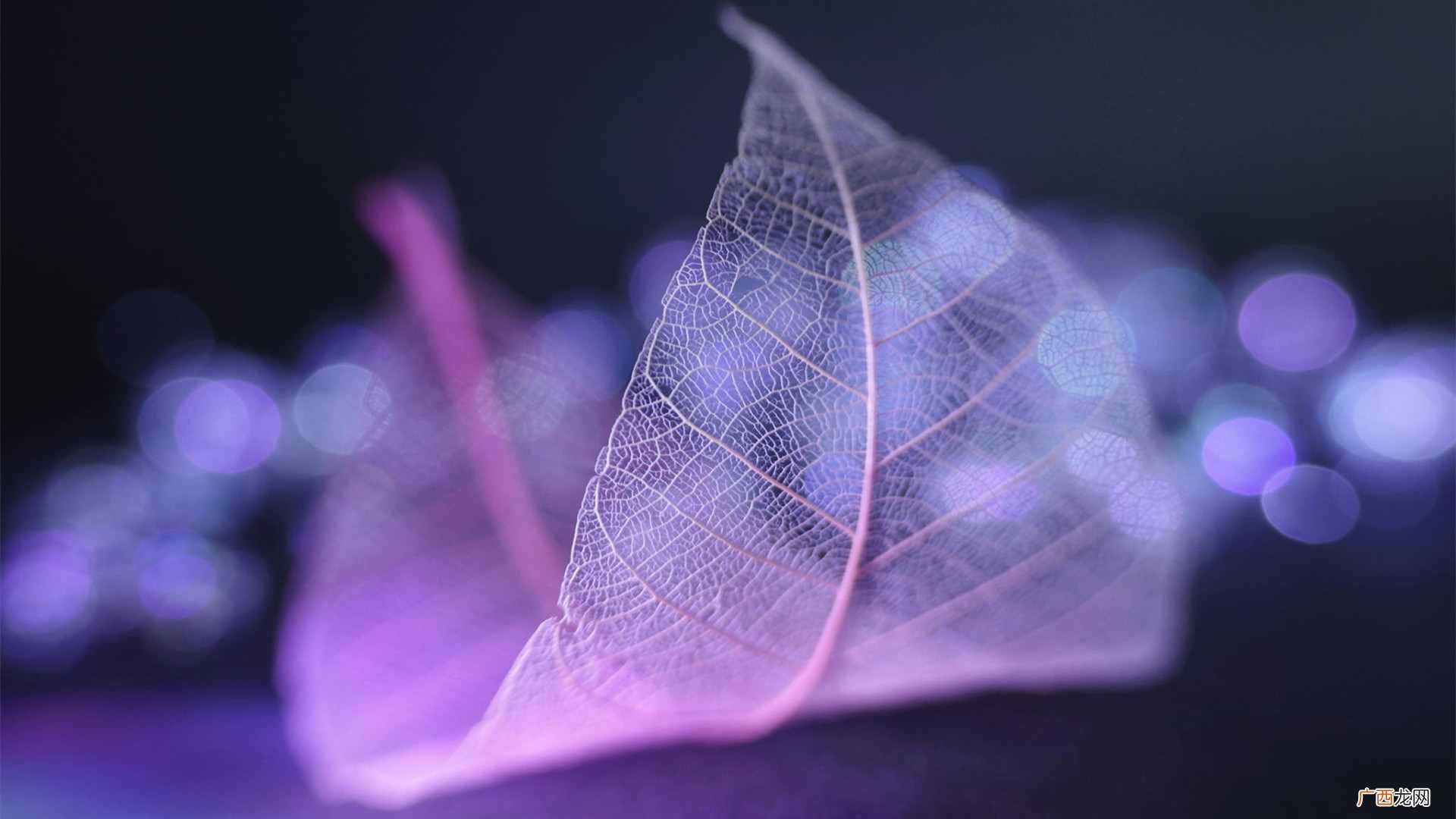 ticket中文含义和应用技巧 ticket是什么意思中文翻译