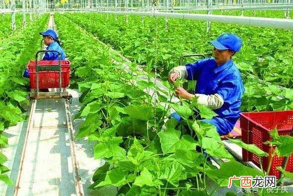 现在农村干什么赚钱快？5个农村最火的小项目推荐