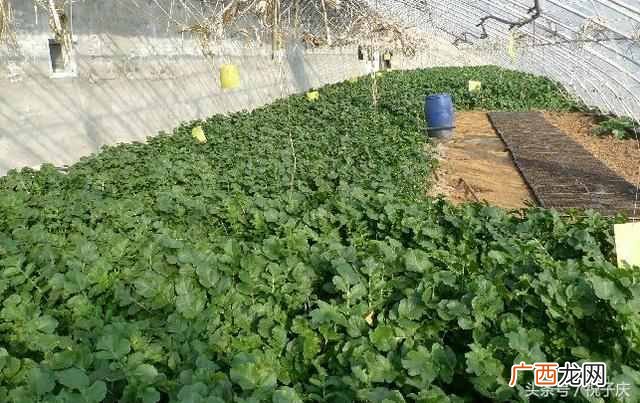 现在农村干什么赚钱快？5个农村最火的小项目推荐