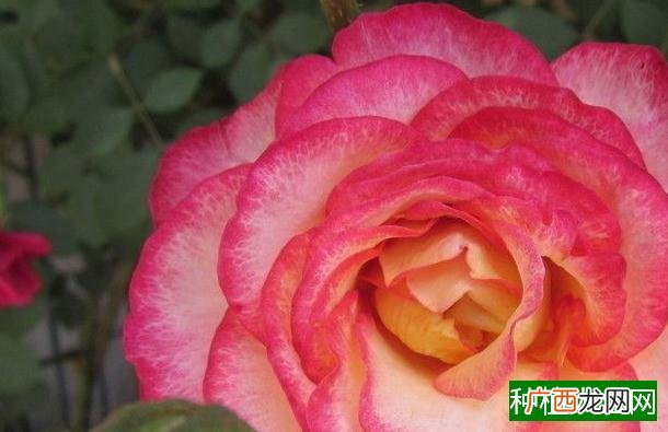 小麦二次施肥须知