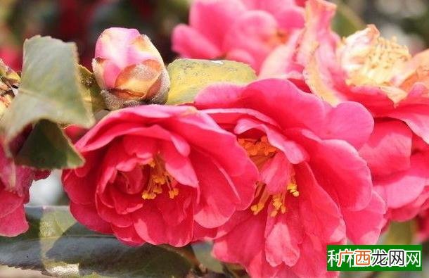 苹果能放多久,苹果能储存多久