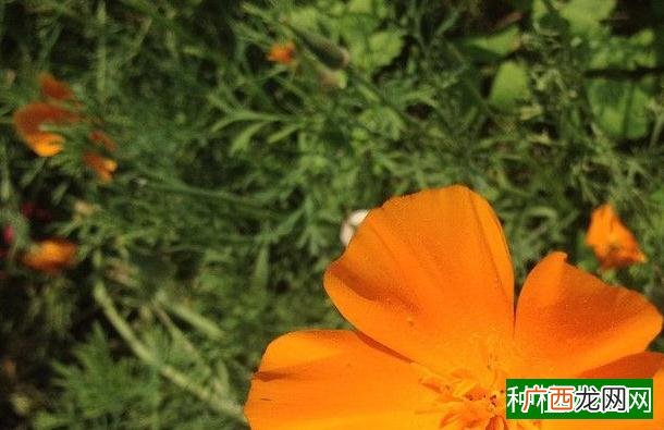 黄荊生桩用纯沙行吗,黄荊生桩能用纯砂吗