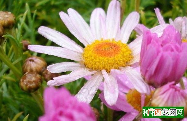 朝天椒和小米椒区别,朝天椒和小米椒有什么区别