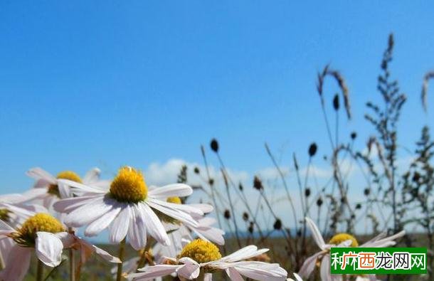 玉米后期要根据情况进去管理