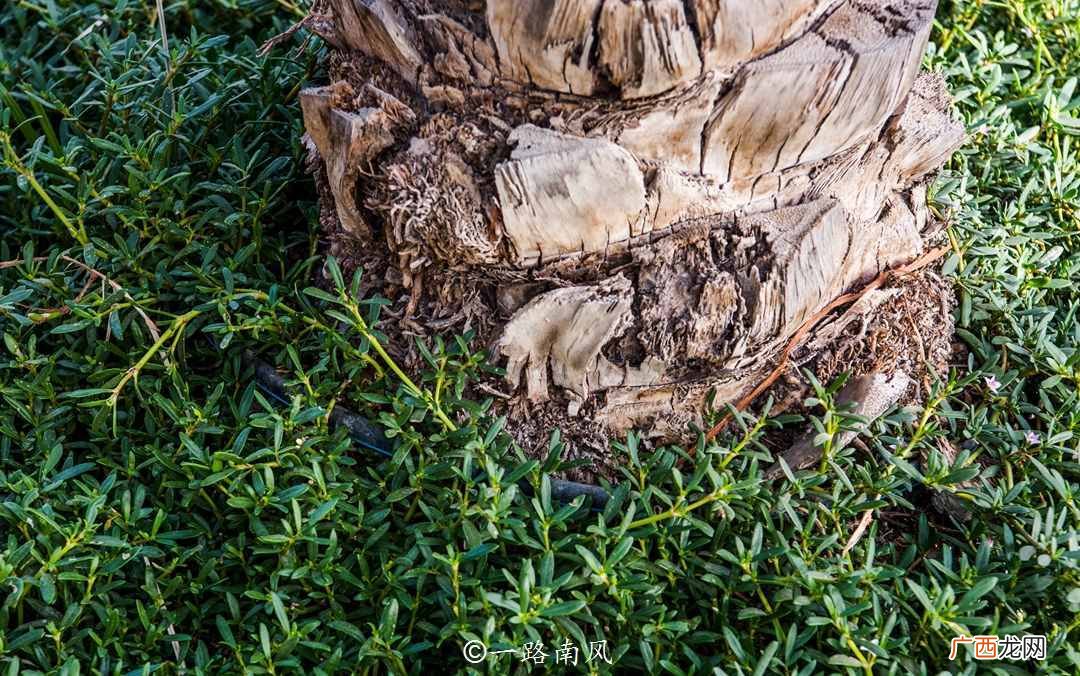 带你全面认识迪拜 迪拜哪个国家的城市