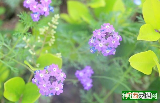 有助睡眠的小盆栽,茉莉花