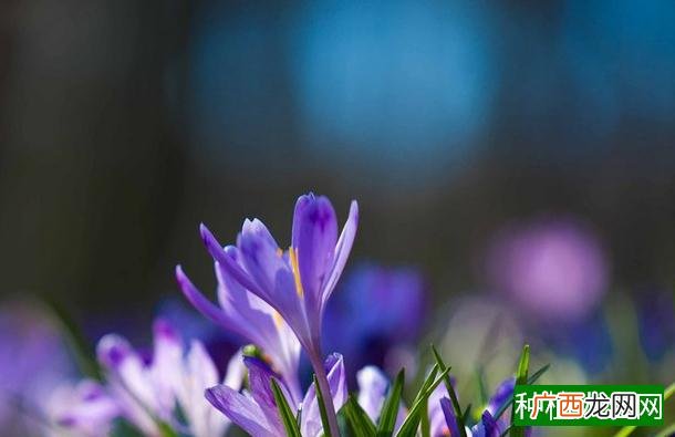 牡丹吊兰太长了怎么办,牡丹吊兰太长了怎么处理