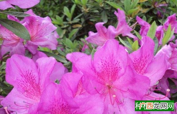 如意皇后怎么样才会红,如意皇后叶子怎样变红