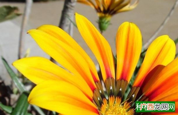 小麦叶螨为害症状有哪些？农户们该如何防治？