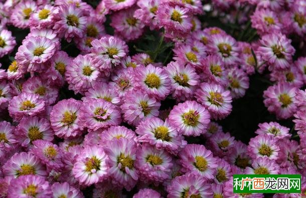 红花石蒜和彼岸花的区别,红花石蒜和彼岸花有什么区别