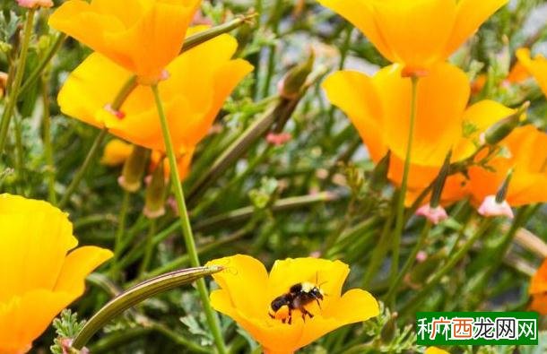 盆栽柿子树种植技术与管理,盆栽柿子树怎么种植和管理