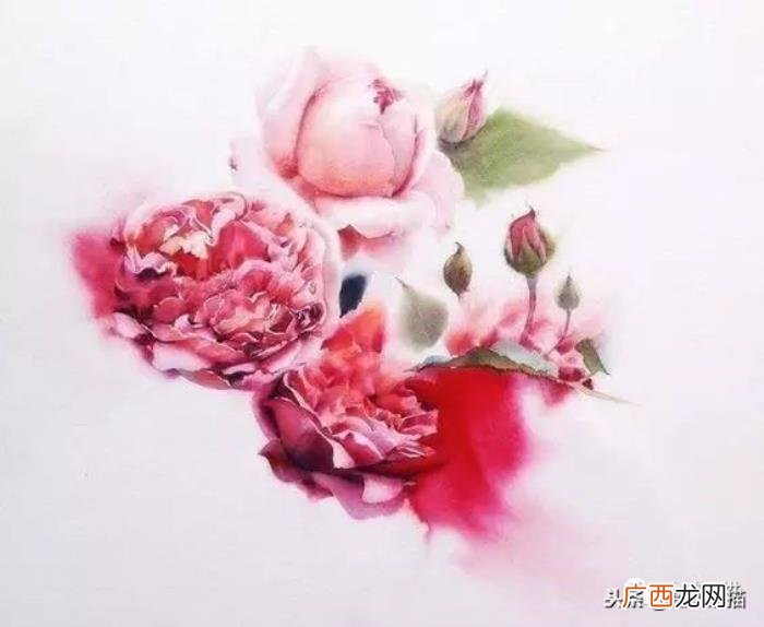 娇艳欲滴的玫瑰｜水彩 永远娇艳的玫瑰